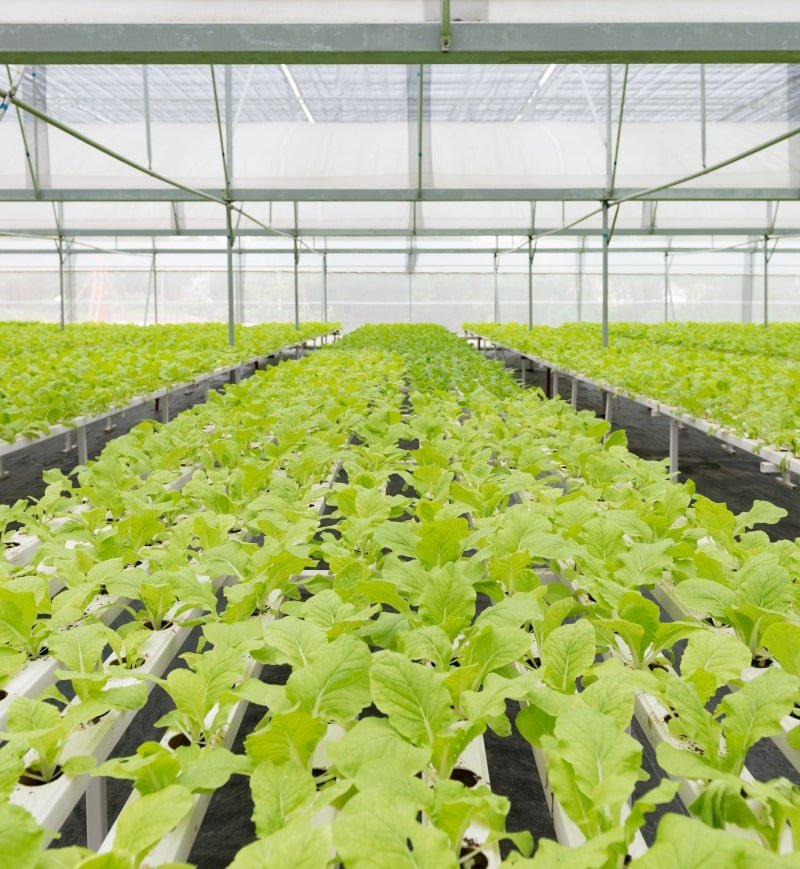 {"type":"elementor","siteurl":"https://villartaagricola.es/wp-json/","elements":[{"id":"5f5fd825","elType":"widget","isInner":false,"isLocked":false,"settings":{"title":"Preparación del Terreno","header_size":"h6","__globals__":{"title_color":"globals/colors?id=primary","typography_typography":"globals/typography?id=9fa221a"},"link":{"url":"","is_external":"","nofollow":"","custom_attributes":""},"size":"default","align":"","align_tablet":"","align_mobile":"","typography_typography":"","typography_font_family":"","typography_font_size":{"unit":"px","size":"","sizes":[]},"typography_font_size_tablet":{"unit":"px","size":"","sizes":[]},"typography_font_size_mobile":{"unit":"px","size":"","sizes":[]},"typography_font_weight":"","typography_text_transform":"","typography_font_style":"","typography_text_decoration":"","typography_line_height":{"unit":"px","size":"","sizes":[]},"typography_line_height_tablet":{"unit":"em","size":"","sizes":[]},"typography_line_height_mobile":{"unit":"em","size":"","sizes":[]},"typography_letter_spacing":{"unit":"px","size":"","sizes":[]},"typography_letter_spacing_tablet":{"unit":"px","size":"","sizes":[]},"typography_letter_spacing_mobile":{"unit":"px","size":"","sizes":[]},"typography_word_spacing":{"unit":"px","size":"","sizes":[]},"typography_word_spacing_tablet":{"unit":"em","size":"","sizes":[]},"typography_word_spacing_mobile":{"unit":"em","size":"","sizes":[]},"text_stroke_text_stroke_type":"","text_stroke_text_stroke":{"unit":"px","size":"","sizes":[]},"text_stroke_text_stroke_tablet":{"unit":"px","size":"","sizes":[]},"text_stroke_text_stroke_mobile":{"unit":"px","size":"","sizes":[]},"text_stroke_stroke_color":"#000","text_shadow_text_shadow_type":"","text_shadow_text_shadow":{"horizontal":0,"vertical":0,"blur":10,"color":"rgba(0,0,0,0.3)"},"blend_mode":"","title_color":"","title_hover_color":"","title_hover_color_transition_duration":{"unit":"s","size":"","sizes":[]},"_title":"","_margin":{"unit":"px","top":"","right":"","bottom":"","left":"","isLinked":true},"_margin_tablet":{"unit":"px","top":"","right":"","bottom":"","left":"","isLinked":true},"_margin_mobile":{"unit":"px","top":"","right":"","bottom":"","left":"","isLinked":true},"_padding":{"unit":"px","top":"","right":"","bottom":"","left":"","isLinked":true},"_padding_tablet":{"unit":"px","top":"","right":"","bottom":"","left":"","isLinked":true},"_padding_mobile":{"unit":"px","top":"","right":"","bottom":"","left":"","isLinked":true},"_element_width":"","_element_width_tablet":"","_element_width_mobile":"","_element_custom_width":{"unit":"%","size":"","sizes":[]},"_element_custom_width_tablet":{"unit":"px","size":"","sizes":[]},"_element_custom_width_mobile":{"unit":"px","size":"","sizes":[]},"_grid_column":"","_grid_column_tablet":"","_grid_column_mobile":"","_grid_column_custom":"","_grid_column_custom_tablet":"","_grid_column_custom_mobile":"","_grid_row":"","_grid_row_tablet":"","_grid_row_mobile":"","_grid_row_custom":"","_grid_row_custom_tablet":"","_grid_row_custom_mobile":"","_flex_align_self":"","_flex_align_self_tablet":"","_flex_align_self_mobile":"","_flex_order":"","_flex_order_tablet":"","_flex_order_mobile":"","_flex_order_custom":"","_flex_order_custom_tablet":"","_flex_order_custom_mobile":"","_flex_size":"","_flex_size_tablet":"","_flex_size_mobile":"","_flex_grow":1,"_flex_grow_tablet":"","_flex_grow_mobile":"","_flex_shrink":1,"_flex_shrink_tablet":"","_flex_shrink_mobile":"","_element_vertical_align":"","_element_vertical_align_tablet":"","_element_vertical_align_mobile":"","_position":"","_offset_orientation_h":"start","_offset_x":{"unit":"px","size":0,"sizes":[]},"_offset_x_tablet":{"unit":"px","size":"","sizes":[]},"_offset_x_mobile":{"unit":"px","size":"","sizes":[]},"_offset_x_end":{"unit":"px","size":0,"sizes":[]},"_offset_x_end_tablet":{"unit":"px","size":"","sizes":[]},"_offset_x_end_mobile":{"unit":"px","size":"","sizes":[]},"_offset_orientation_v":"start","_offset_y":{"unit":"px","size":0,"sizes":[]},"_offset_y_tablet":{"unit":"px","size":"","sizes":[]},"_offset_y_mobile":{"unit":"px","size":"","sizes":[]},"_offset_y_end":{"unit":"px","size":0,"sizes":[]},"_offset_y_end_tablet":{"unit":"px","size":"","sizes":[]},"_offset_y_end_mobile":{"unit":"px","size":"","sizes":[]},"_z_index":"","_z_index_tablet":"","_z_index_mobile":"","_element_id":"","_css_classes":"","e_display_conditions":"","_element_cache":"","motion_fx_motion_fx_scrolling":"","motion_fx_translateY_effect":"","motion_fx_translateY_direction":"","motion_fx_translateY_speed":{"unit":"px","size":4,"sizes":[]},"motion_fx_translateY_affectedRange":{"unit":"%","size":"","sizes":{"start":0,"end":100}},"motion_fx_translateX_effect":"","motion_fx_translateX_direction":"","motion_fx_translateX_speed":{"unit":"px","size":4,"sizes":[]},"motion_fx_translateX_affectedRange":{"unit":"%","size":"","sizes":{"start":0,"end":100}},"motion_fx_opacity_effect":"","motion_fx_opacity_direction":"out-in","motion_fx_opacity_level":{"unit":"px","size":10,"sizes":[]},"motion_fx_opacity_range":{"unit":"%","size":"","sizes":{"start":20,"end":80}},"motion_fx_blur_effect":"","motion_fx_blur_direction":"out-in","motion_fx_blur_level":{"unit":"px","size":7,"sizes":[]},"motion_fx_blur_range":{"unit":"%","size":"","sizes":{"start":20,"end":80}},"motion_fx_rotateZ_effect":"","motion_fx_rotateZ_direction":"","motion_fx_rotateZ_speed":{"unit":"px","size":1,"sizes":[]},"motion_fx_rotateZ_affectedRange":{"unit":"%","size":"","sizes":{"start":0,"end":100}},"motion_fx_scale_effect":"","motion_fx_scale_direction":"out-in","motion_fx_scale_speed":{"unit":"px","size":4,"sizes":[]},"motion_fx_scale_range":{"unit":"%","size":"","sizes":{"start":20,"end":80}},"motion_fx_transform_origin_x":"center","motion_fx_transform_origin_y":"center","motion_fx_devices":["desktop","tablet","mobile"],"motion_fx_range":"","motion_fx_motion_fx_mouse":"","motion_fx_mouseTrack_effect":"","motion_fx_mouseTrack_direction":"","motion_fx_mouseTrack_speed":{"unit":"px","size":1,"sizes":[]},"motion_fx_tilt_effect":"","motion_fx_tilt_direction":"","motion_fx_tilt_speed":{"unit":"px","size":4,"sizes":[]},"handle_motion_fx_asset_loading":"","sticky":"","sticky_on":["desktop","tablet","mobile"],"sticky_offset":0,"sticky_offset_tablet":"","sticky_offset_mobile":"","sticky_effects_offset":0,"sticky_effects_offset_tablet":"","sticky_effects_offset_mobile":"","sticky_anchor_link_offset":0,"sticky_anchor_link_offset_tablet":"","sticky_anchor_link_offset_mobile":"","sticky_parent":"","_animation":"","_animation_tablet":"","_animation_mobile":"","animation_duration":"","_animation_delay":"","_transform_rotate_popover":"","_transform_rotateZ_effect":{"unit":"px","size":"","sizes":[]},"_transform_rotateZ_effect_tablet":{"unit":"deg","size":"","sizes":[]},"_transform_rotateZ_effect_mobile":{"unit":"deg","size":"","sizes":[]},"_transform_rotate_3d":"","_transform_rotateX_effect":{"unit":"px","size":"","sizes":[]},"_transform_rotateX_effect_tablet":{"unit":"deg","size":"","sizes":[]},"_transform_rotateX_effect_mobile":{"unit":"deg","size":"","sizes":[]},"_transform_rotateY_effect":{"unit":"px","size":"","sizes":[]},"_transform_rotateY_effect_tablet":{"unit":"deg","size":"","sizes":[]},"_transform_rotateY_effect_mobile":{"unit":"deg","size":"","sizes":[]},"_transform_perspective_effect":{"unit":"px","size":"","sizes":[]},"_transform_perspective_effect_tablet":{"unit":"px","size":"","sizes":[]},"_transform_perspective_effect_mobile":{"unit":"px","size":"","sizes":[]},"_transform_translate_popover":"","_transform_translateX_effect":{"unit":"px","size":"","sizes":[]},"_transform_translateX_effect_tablet":{"unit":"px","size":"","sizes":[]},"_transform_translateX_effect_mobile":{"unit":"px","size":"","sizes":[]},"_transform_translateY_effect":{"unit":"px","size":"","sizes":[]},"_transform_translateY_effect_tablet":{"unit":"px","size":"","sizes":[]},"_transform_translateY_effect_mobile":{"unit":"px","size":"","sizes":[]},"_transform_scale_popover":"","_transform_keep_proportions":"yes","_transform_scale_effect":{"unit":"px","size":"","sizes":[]},"_transform_scale_effect_tablet":{"unit":"px","size":"","sizes":[]},"_transform_scale_effect_mobile":{"unit":"px","size":"","sizes":[]},"_transform_scaleX_effect":{"unit":"px","size":"","sizes":[]},"_transform_scaleX_effect_tablet":{"unit":"px","size":"","sizes":[]},"_transform_scaleX_effect_mobile":{"unit":"px","size":"","sizes":[]},"_transform_scaleY_effect":{"unit":"px","size":"","sizes":[]},"_transform_scaleY_effect_tablet":{"unit":"px","size":"","sizes":[]},"_transform_scaleY_effect_mobile":{"unit":"px","size":"","sizes":[]},"_transform_skew_popover":"","_transform_skewX_effect":{"unit":"px","size":"","sizes":[]},"_transform_skewX_effect_tablet":{"unit":"deg","size":"","sizes":[]},"_transform_skewX_effect_mobile":{"unit":"deg","size":"","sizes":[]},"_transform_skewY_effect":{"unit":"px","size":"","sizes":[]},"_transform_skewY_effect_tablet":{"unit":"deg","size":"","sizes":[]},"_transform_skewY_effect_mobile":{"unit":"deg","size":"","sizes":[]},"_transform_flipX_effect":"","_transform_flipY_effect":"","_transform_rotate_popover_hover":"","_transform_rotateZ_effect_hover":{"unit":"px","size":"","sizes":[]},"_transform_rotateZ_effect_hover_tablet":{"unit":"deg","size":"","sizes":[]},"_transform_rotateZ_effect_hover_mobile":{"unit":"deg","size":"","sizes":[]},"_transform_rotate_3d_hover":"","_transform_rotateX_effect_hover":{"unit":"px","size":"","sizes":[]},"_transform_rotateX_effect_hover_tablet":{"unit":"deg","size":"","sizes":[]},"_transform_rotateX_effect_hover_mobile":{"unit":"deg","size":"","sizes":[]},"_transform_rotateY_effect_hover":{"unit":"px","size":"","sizes":[]},"_transform_rotateY_effect_hover_tablet":{"unit":"deg","size":"","sizes":[]},"_transform_rotateY_effect_hover_mobile":{"unit":"deg","size":"","sizes":[]},"_transform_perspective_effect_hover":{"unit":"px","size":"","sizes":[]},"_transform_perspective_effect_hover_tablet":{"unit":"px","size":"","sizes":[]},"_transform_perspective_effect_hover_mobile":{"unit":"px","size":"","sizes":[]},"_transform_translate_popover_hover":"","_transform_translateX_effect_hover":{"unit":"px","size":"","sizes":[]},"_transform_translateX_effect_hover_tablet":{"unit":"px","size":"","sizes":[]},"_transform_translateX_effect_hover_mobile":{"unit":"px","size":"","sizes":[]},"_transform_translateY_effect_hover":{"unit":"px","size":"","sizes":[]},"_transform_translateY_effect_hover_tablet":{"unit":"px","size":"","sizes":[]},"_transform_translateY_effect_hover_mobile":{"unit":"px","size":"","sizes":[]},"_transform_scale_popover_hover":"","_transform_keep_proportions_hover":"yes","_transform_scale_effect_hover":{"unit":"px","size":"","sizes":[]},"_transform_scale_effect_hover_tablet":{"unit":"px","size":"","sizes":[]},"_transform_scale_effect_hover_mobile":{"unit":"px","size":"","sizes":[]},"_transform_scaleX_effect_hover":{"unit":"px","size":"","sizes":[]},"_transform_scaleX_effect_hover_tablet":{"unit":"px","size":"","sizes":[]},"_transform_scaleX_effect_hover_mobile":{"unit":"px","size":"","sizes":[]},"_transform_scaleY_effect_hover":{"unit":"px","size":"","sizes":[]},"_transform_scaleY_effect_hover_tablet":{"unit":"px","size":"","sizes":[]},"_transform_scaleY_effect_hover_mobile":{"unit":"px","size":"","sizes":[]},"_transform_skew_popover_hover":"","_transform_skewX_effect_hover":{"unit":"px","size":"","sizes":[]},"_transform_skewX_effect_hover_tablet":{"unit":"deg","size":"","sizes":[]},"_transform_skewX_effect_hover_mobile":{"unit":"deg","size":"","sizes":[]},"_transform_skewY_effect_hover":{"unit":"px","size":"","sizes":[]},"_transform_skewY_effect_hover_tablet":{"unit":"deg","size":"","sizes":[]},"_transform_skewY_effect_hover_mobile":{"unit":"deg","size":"","sizes":[]},"_transform_flipX_effect_hover":"","_transform_flipY_effect_hover":"","_transform_transition_hover":{"unit":"px","size":"","sizes":[]},"motion_fx_transform_x_anchor_point":"","motion_fx_transform_x_anchor_point_tablet":"","motion_fx_transform_x_anchor_point_mobile":"","motion_fx_transform_y_anchor_point":"","motion_fx_transform_y_anchor_point_tablet":"","motion_fx_transform_y_anchor_point_mobile":"","_background_background":"","_background_color":"","_background_color_stop":{"unit":"%","size":0,"sizes":[]},"_background_color_stop_tablet":{"unit":"%"},"_background_color_stop_mobile":{"unit":"%"},"_background_color_b":"#f2295b","_background_color_b_stop":{"unit":"%","size":100,"sizes":[]},"_background_color_b_stop_tablet":{"unit":"%"},"_background_color_b_stop_mobile":{"unit":"%"},"_background_gradient_type":"linear","_background_gradient_angle":{"unit":"deg","size":180,"sizes":[]},"_background_gradient_angle_tablet":{"unit":"deg"},"_background_gradient_angle_mobile":{"unit":"deg"},"_background_gradient_position":"center center","_background_gradient_position_tablet":"","_background_gradient_position_mobile":"","_background_image":{"url":"","id":"","size":""},"_background_image_tablet":{"url":"","id":"","size":""},"_background_image_mobile":{"url":"","id":"","size":""},"_background_position":"","_background_position_tablet":"","_background_position_mobile":"","_background_xpos":{"unit":"px","size":0,"sizes":[]},"_background_xpos_tablet":{"unit":"px","size":0,"sizes":[]},"_background_xpos_mobile":{"unit":"px","size":0,"sizes":[]},"_background_ypos":{"unit":"px","size":0,"sizes":[]},"_background_ypos_tablet":{"unit":"px","size":0,"sizes":[]},"_background_ypos_mobile":{"unit":"px","size":0,"sizes":[]},"_background_attachment":"","_background_repeat":"","_background_repeat_tablet":"","_background_repeat_mobile":"","_background_size":"","_background_size_tablet":"","_background_size_mobile":"","_background_bg_width":{"unit":"%","size":100,"sizes":[]},"_background_bg_width_tablet":{"unit":"px","size":"","sizes":[]},"_background_bg_width_mobile":{"unit":"px","size":"","sizes":[]},"_background_video_link":"","_background_video_start":"","_background_video_end":"","_background_play_once":"","_background_play_on_mobile":"","_background_privacy_mode":"","_background_video_fallback":{"url":"","id":"","size":""},"_background_slideshow_gallery":[],"_background_slideshow_loop":"yes","_background_slideshow_slide_duration":5000,"_background_slideshow_slide_transition":"fade","_background_slideshow_transition_duration":500,"_background_slideshow_background_size":"","_background_slideshow_background_size_tablet":"","_background_slideshow_background_size_mobile":"","_background_slideshow_background_position":"","_background_slideshow_background_position_tablet":"","_background_slideshow_background_position_mobile":"","_background_slideshow_lazyload":"","_background_slideshow_ken_burns":"","_background_slideshow_ken_burns_zoom_direction":"in","_background_hover_background":"","_background_hover_color":"","_background_hover_color_stop":{"unit":"%","size":0,"sizes":[]},"_background_hover_color_stop_tablet":{"unit":"%"},"_background_hover_color_stop_mobile":{"unit":"%"},"_background_hover_color_b":"#f2295b","_background_hover_color_b_stop":{"unit":"%","size":100,"sizes":[]},"_background_hover_color_b_stop_tablet":{"unit":"%"},"_background_hover_color_b_stop_mobile":{"unit":"%"},"_background_hover_gradient_type":"linear","_background_hover_gradient_angle":{"unit":"deg","size":180,"sizes":[]},"_background_hover_gradient_angle_tablet":{"unit":"deg"},"_background_hover_gradient_angle_mobile":{"unit":"deg"},"_background_hover_gradient_position":"center center","_background_hover_gradient_position_tablet":"","_background_hover_gradient_position_mobile":"","_background_hover_image":{"url":"","id":"","size":""},"_background_hover_image_tablet":{"url":"","id":"","size":""},"_background_hover_image_mobile":{"url":"","id":"","size":""},"_background_hover_position":"","_background_hover_position_tablet":"","_background_hover_position_mobile":"","_background_hover_xpos":{"unit":"px","size":0,"sizes":[]},"_background_hover_xpos_tablet":{"unit":"px","size":0,"sizes":[]},"_background_hover_xpos_mobile":{"unit":"px","size":0,"sizes":[]},"_background_hover_ypos":{"unit":"px","size":0,"sizes":[]},"_background_hover_ypos_tablet":{"unit":"px","size":0,"sizes":[]},"_background_hover_ypos_mobile":{"unit":"px","size":0,"sizes":[]},"_background_hover_attachment":"","_background_hover_repeat":"","_background_hover_repeat_tablet":"","_background_hover_repeat_mobile":"","_background_hover_size":"","_background_hover_size_tablet":"","_background_hover_size_mobile":"","_background_hover_bg_width":{"unit":"%","size":100,"sizes":[]},"_background_hover_bg_width_tablet":{"unit":"px","size":"","sizes":[]},"_background_hover_bg_width_mobile":{"unit":"px","size":"","sizes":[]},"_background_hover_video_link":"","_background_hover_video_start":"","_background_hover_video_end":"","_background_hover_play_once":"","_background_hover_play_on_mobile":"","_background_hover_privacy_mode":"","_background_hover_video_fallback":{"url":"","id":"","size":""},"_background_hover_slideshow_gallery":[],"_background_hover_slideshow_loop":"yes","_background_hover_slideshow_slide_duration":5000,"_background_hover_slideshow_slide_transition":"fade","_background_hover_slideshow_transition_duration":500,"_background_hover_slideshow_background_size":"","_background_hover_slideshow_background_size_tablet":"","_background_hover_slideshow_background_size_mobile":"","_background_hover_slideshow_background_position":"","_background_hover_slideshow_background_position_tablet":"","_background_hover_slideshow_background_position_mobile":"","_background_hover_slideshow_lazyload":"","_background_hover_slideshow_ken_burns":"","_background_hover_slideshow_ken_burns_zoom_direction":"in","_background_hover_transition":{"unit":"px","size":"","sizes":[]},"_border_border":"","_border_width":{"unit":"px","top":"","right":"","bottom":"","left":"","isLinked":true},"_border_width_tablet":{"unit":"px","top":"","right":"","bottom":"","left":"","isLinked":true},"_border_width_mobile":{"unit":"px","top":"","right":"","bottom":"","left":"","isLinked":true},"_border_color":"","_border_radius":{"unit":"px","top":"","right":"","bottom":"","left":"","isLinked":true},"_border_radius_tablet":{"unit":"px","top":"","right":"","bottom":"","left":"","isLinked":true},"_border_radius_mobile":{"unit":"px","top":"","right":"","bottom":"","left":"","isLinked":true},"_box_shadow_box_shadow_type":"","_box_shadow_box_shadow":{"horizontal":0,"vertical":0,"blur":10,"spread":0,"color":"rgba(0,0,0,0.5)"},"_box_shadow_box_shadow_position":" ","_border_hover_border":"","_border_hover_width":{"unit":"px","top":"","right":"","bottom":"","left":"","isLinked":true},"_border_hover_width_tablet":{"unit":"px","top":"","right":"","bottom":"","left":"","isLinked":true},"_border_hover_width_mobile":{"unit":"px","top":"","right":"","bottom":"","left":"","isLinked":true},"_border_hover_color":"","_border_radius_hover":{"unit":"px","top":"","right":"","bottom":"","left":"","isLinked":true},"_border_radius_hover_tablet":{"unit":"px","top":"","right":"","bottom":"","left":"","isLinked":true},"_border_radius_hover_mobile":{"unit":"px","top":"","right":"","bottom":"","left":"","isLinked":true},"_box_shadow_hover_box_shadow_type":"","_box_shadow_hover_box_shadow":{"horizontal":0,"vertical":0,"blur":10,"spread":0,"color":"rgba(0,0,0,0.5)"},"_box_shadow_hover_box_shadow_position":" ","_border_hover_transition":{"unit":"px","size":"","sizes":[]},"_mask_switch":"","_mask_shape":"circle","_mask_image":{"url":"","id":"","size":""},"_mask_image_tablet":{"url":"","id":"","size":""},"_mask_image_mobile":{"url":"","id":"","size":""},"_mask_size":"contain","_mask_size_tablet":"","_mask_size_mobile":"","_mask_size_scale":{"unit":"%","size":100,"sizes":[]},"_mask_size_scale_tablet":{"unit":"px","size":"","sizes":[]},"_mask_size_scale_mobile":{"unit":"px","size":"","sizes":[]},"_mask_position":"center center","_mask_position_tablet":"","_mask_position_mobile":"","_mask_position_x":{"unit":"%","size":0,"sizes":[]},"_mask_position_x_tablet":{"unit":"px","size":"","sizes":[]},"_mask_position_x_mobile":{"unit":"px","size":"","sizes":[]},"_mask_position_y":{"unit":"%","size":0,"sizes":[]},"_mask_position_y_tablet":{"unit":"px","size":"","sizes":[]},"_mask_position_y_mobile":{"unit":"px","size":"","sizes":[]},"_mask_repeat":"no-repeat","_mask_repeat_tablet":"","_mask_repeat_mobile":"","hide_desktop":"","hide_tablet":"","hide_mobile":"","_attributes":"","custom_css":""},"defaultEditSettings":{"defaultEditRoute":"content"},"elements":[],"widgetType":"heading","htmlCache":"","editSettings":{"defaultEditRoute":"content","panel":{"activeTab":"style","activeSection":"section_title_style"}}}]}