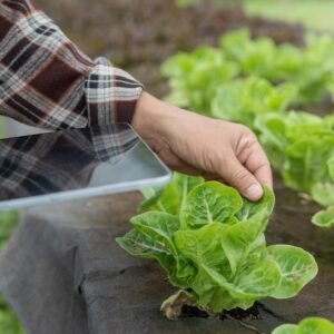 Asesoramiento Técnico