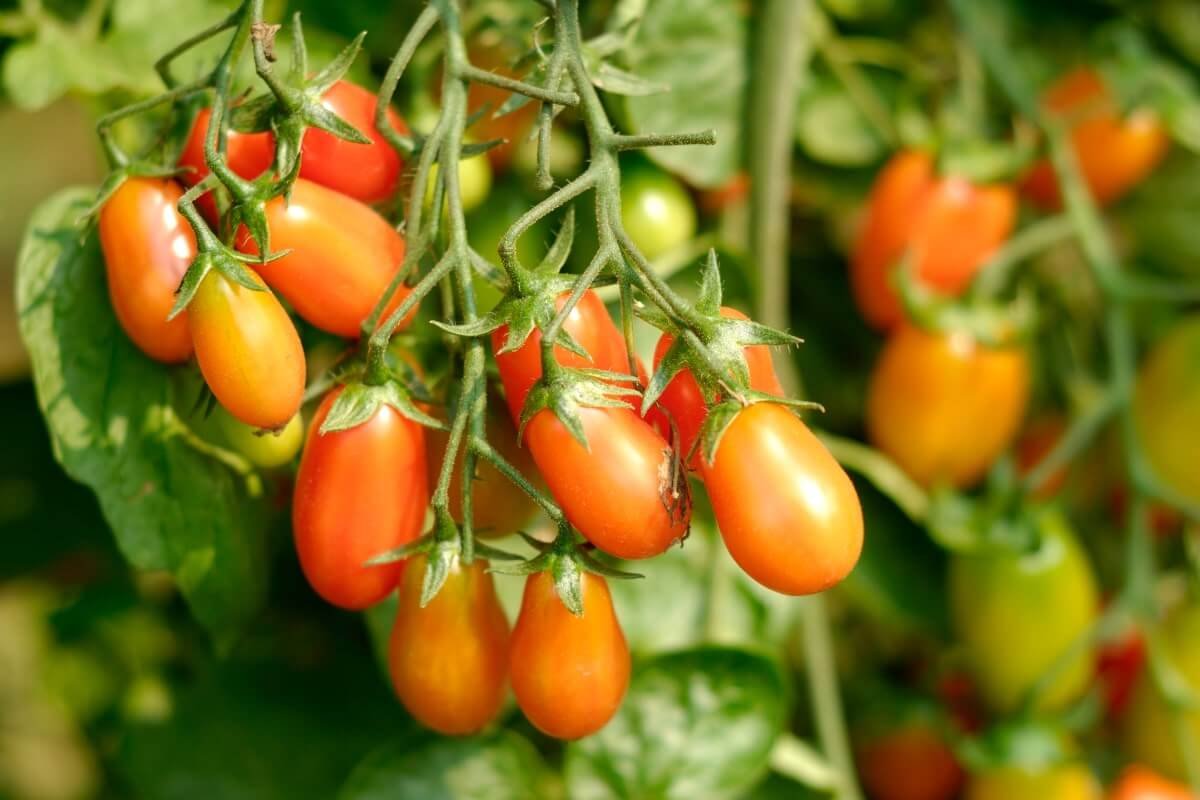 Servicios Agrícolas en Cuenca